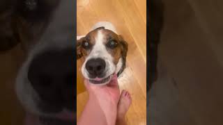 These Dogs Are Too Much 🐶🤣 Hilarious Dog Moments [upl. by Doraj]