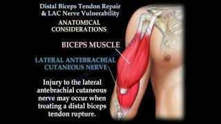 Distal Biceps Tendon Repair amp Nerve Vulnerability  Everything You Need To Know  Dr Nabil Ebraheim [upl. by Laux]