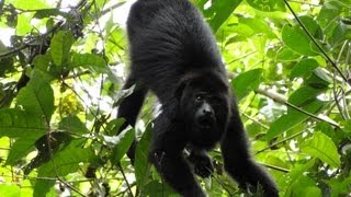 Placencia Belize [upl. by Dorita]