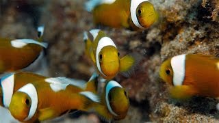 Just Keep Swimming  Anilao Saddleback Clownfish [upl. by Teillo]