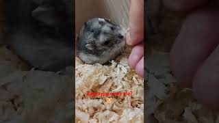 Chomik smutny☹️pilnie potrzebuje przyjaciela♥️chomik hamsters [upl. by Abran]