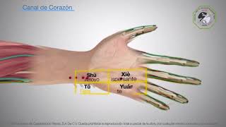 Punto 7 de Corazón Aprende acupuntura en un minuto [upl. by Chivers]