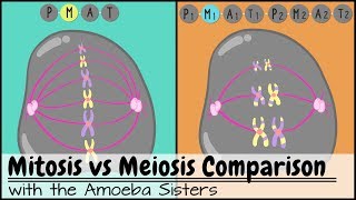 Mitosis vs Meiosis Side by Side Comparison [upl. by Mayfield]