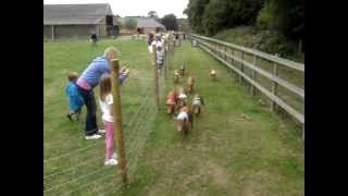 Pig Racing at Church Farm Stow Bardolph [upl. by Glass574]