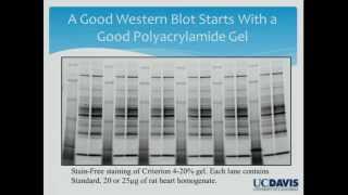 Can We Trust Western Blots [upl. by Aztilay484]