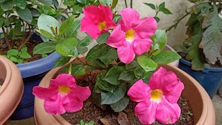 Complete Care Of MandevillaDipladenia Plant Potting mix Sunlight Watering Fertilizing [upl. by Anaeda]