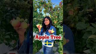 🍎 Apple tree in Sweden🇸🇪applefoodfruittamilvlog tamilvlog sweden tamilsongnatureloversfun [upl. by Dimitry377]