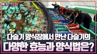 매거진 톡톡 다슬기 양식장에서 만난 다슬기의 다양한 효능과 양식법은 [upl. by Aleicarg]