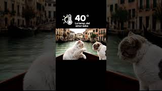 Amor felino a la deriva por los canales de Venecia  Feline love affair adrift through Venice [upl. by Holton]