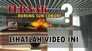 Mencoba Ternak  Breeding Burung Sun Conure  Si Cantik Pintar Asal Benua Amerika [upl. by Campy]