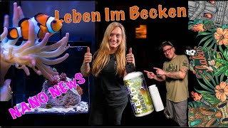 Anemonen Projekt Update Leben Kommt Ins Nano Meerwasser Aquarium Fauna Marin Ready 2 Reef [upl. by Michon]