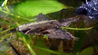 African butterfly fish [upl. by Mellette896]