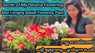 Petunia Complete Care  Secret Tips for Flowering  പെറ്റൂണിയ ചെടി ഒത്തിരി പൂവിടാൻ 5 ടിപ്സ് [upl. by Leihcar559]