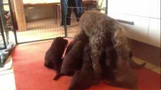 Nestje 2013  Week 5 video 1  Freonskip Australian Labradoodles [upl. by Carine]