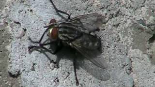 Flesh Fly Sarcophagidae Sarcophaga Active [upl. by Ehrlich409]