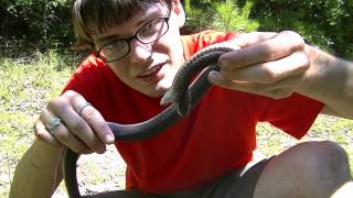 Melanistic Eastern Hognose [upl. by Navetse773]