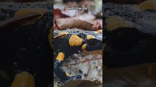 Amazing Salamander Facts 5 Fascinating Things About Salamanders You Wont BelieveFauna Fax Shorts [upl. by Einaled]