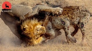 15 Momentos Leones Vs Hienas Peleas A Muerte Por La Supervivencia En Los Animales Salvajes [upl. by Anomahs]