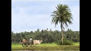 Bondhur Barite Taal  বন্ধুর বাড়িতে তাল গাছে এত গোসা তোমার শরীরে [upl. by Calista]