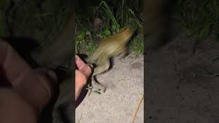 catch frogs challenge funny  catching frogs and toads funny video  viral funny frog  funny frog [upl. by Hamas252]