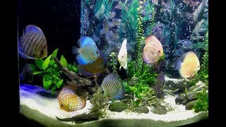 1 Year Update Planted Discus Tank Anoxic Filtration Update 6 March 2019 [upl. by Standford]