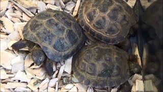 Testudo horsfieldii  Gray 1844  HD  Tortue des steppes  ExpoZoo  102014 [upl. by Letti]