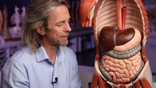 Introduction to the gastrointestinal tract anatomy [upl. by Hausmann]