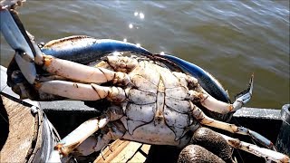 How to Catch Black Crabs  Trotline Crabbing  Razor Clams [upl. by Corder328]