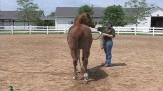 Arabian Gelding Halter  My Horse University [upl. by Ilzel]