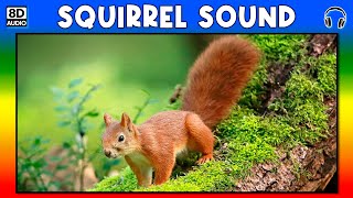 🐿 SQUIRREL SOUND  SQUIRREL SOUND EFFECT  SOUND OF SQUIRREL  NOISE OF SQUIRREL [upl. by Itoc]