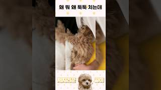 왜 뭐 왜 툭툭 치는 건데 Why Are You Poking Me Like That dog doglover dogshorts 강아지 강아지일상 반려견 puppy [upl. by Goth416]