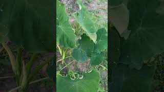 Taro farming tarofarm taroleaves tarofarming tatolovers [upl. by Ymme]