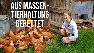 Der Massenstall des Grauens😢Neues Leben auf dem Hof🐔Legehühner vor dem Schlachter gerettet​​🔪​ [upl. by Day]