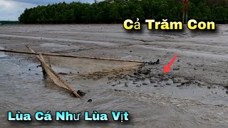 Đuổi cả bầy Cá Bống Sao xếp thành hàng chạy vào lưới  GĐCG 826 [upl. by Giraud]