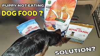 Why puppy suddenly stop eating dry dog food What can be its solution [upl. by Mosi937]