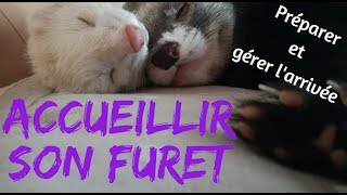 Accueillir un furet et préparer son arrivée  Les Furets Malins [upl. by Solram15]