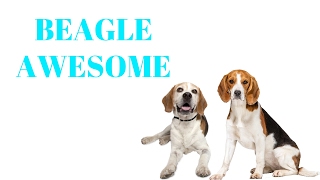 BEAGLES Are Awesome BEAGLES Life Compilation [upl. by Yemerej]