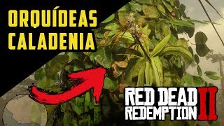 RED DEAD REDEMPTION 2 – ORQUÍDEAS CALADENIA ITENS EXÓTICOS  RDR2 100 PTBR [upl. by Ralina]