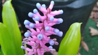 Matchstix Bromeliad or Aechmea Gamosepala Imelda Ingram USA [upl. by Talyah895]