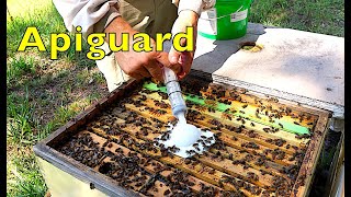 Using Apiguard for Varroa Mite Treatment [upl. by Featherstone]