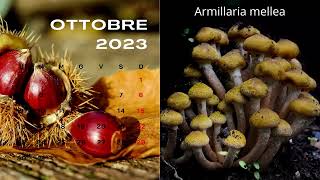 Calendario funghi del Trentino 2023 [upl. by Nerraj118]