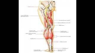 Two Minutes of Anatomy Sciatic Nerve [upl. by Bevers572]