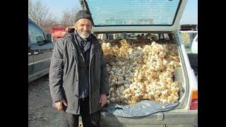 Sarımsak pazarı Taşköprü Alatarla Germeç [upl. by Ahsa]