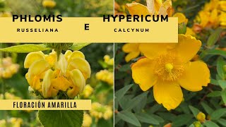 PHLOMIS RUSSELIANA e HYPERICUM CALCYNUM 🌻🍃  Plantas de floración amarilla  Jardinatis [upl. by Merry]