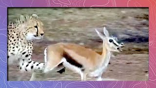 Cheetah Running Full Speed Hunts Prey  Attacks Thompsons Gazelle [upl. by Cia]