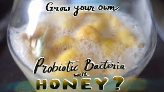 Grow your own Probiotics using Raw Organic Honey Is this possible [upl. by Garibull559]