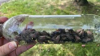 Viral Water Bottle Hack for Trapping Spotted Lanternfly [upl. by Hulda580]