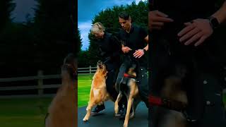 k9 dog dogtraining trending  tactical [upl. by Addy]