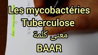 les mycobactéries  mycobactérium tuberculosis  BAAR [upl. by Sperry]