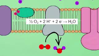 Respiration et Fermentation [upl. by Dyanne]